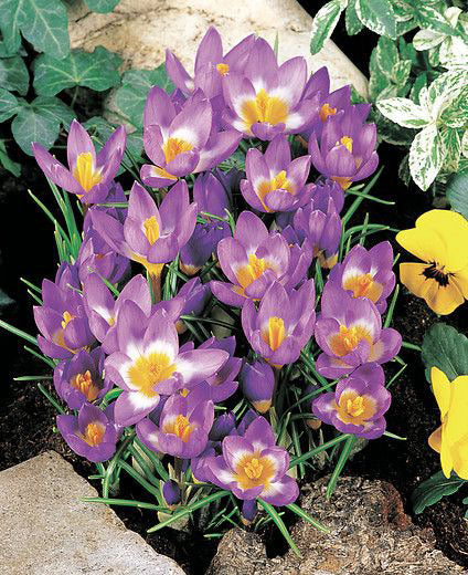 Tri-Color Species Crocus - 10 bulbs