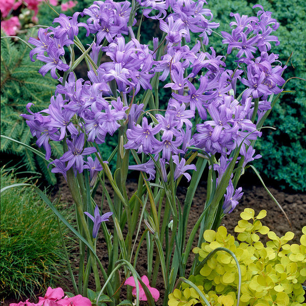 blue lily flower bulbs Sky Blue Lilies