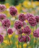 Drumstick Allium - 5 bulbs