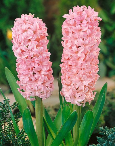 Anne Marie Hyacinth - 10 bulbs