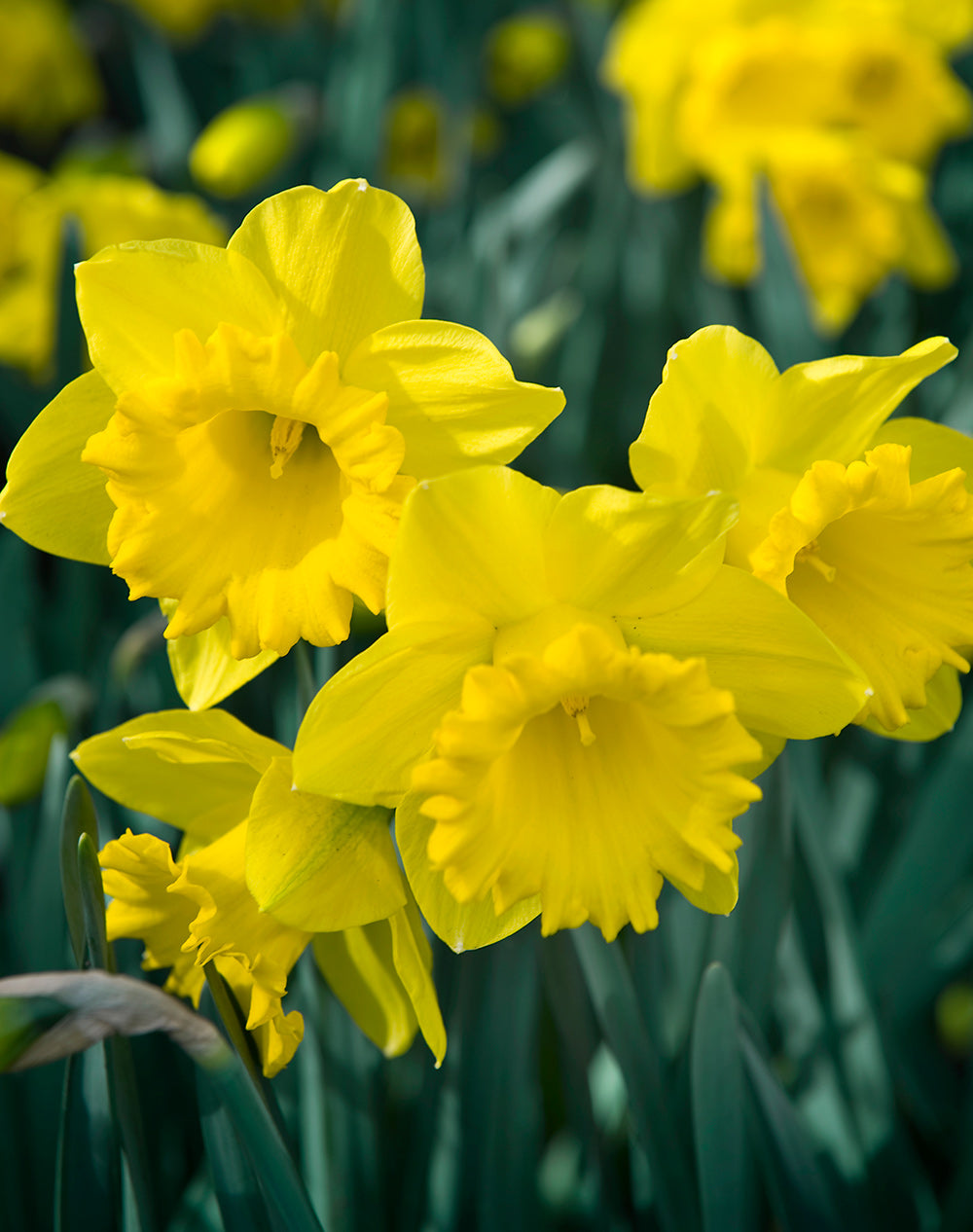 Dutch Master Trumpet Daffodil - 10 bulbs