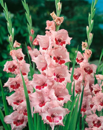 Wine and Roses Gladiolus - 5 bulbs