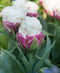 Ice Cream Double Late Tulip - 10 bulbs