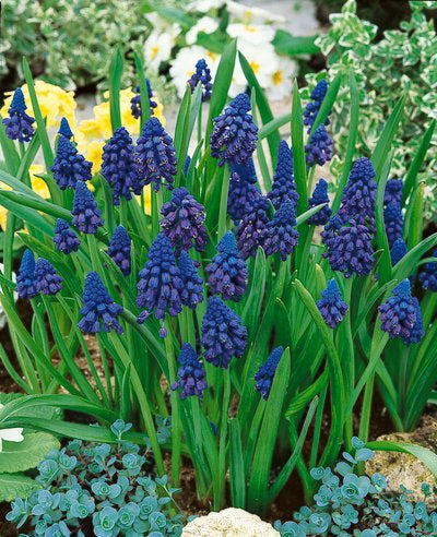 Paradoxum Muscari - 10 bulbs