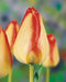 American Dream Darwin Hybrid Tulip - 10 bulbs