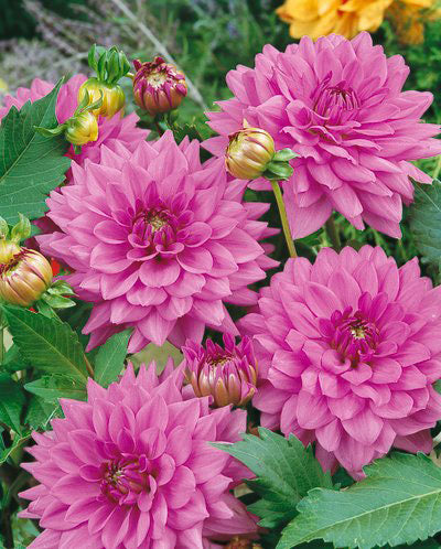 Lilac Time Decorative Dahlia - 3 root divisions