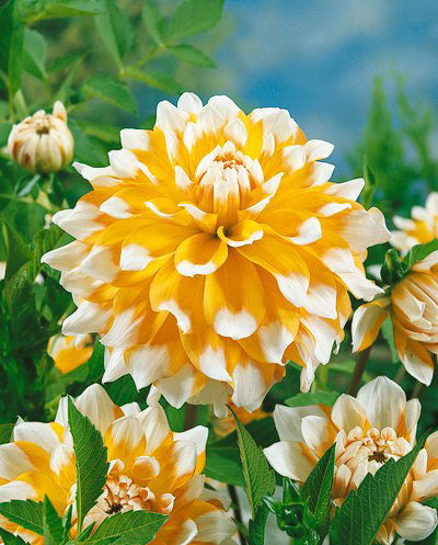 Seattle Decorative Dahlia - 3 root divisions