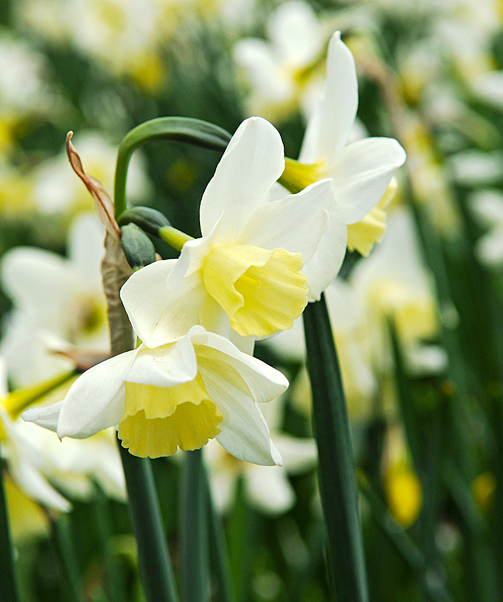 Sailboat Jonquilla Daffodil - 10 bulbs