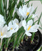 jeanne-d-arc-large-flowering-crocus-10-bulbs