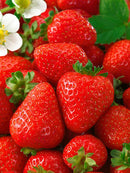 Seascape Everbearer Strawberry - 10 root divisions