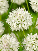 Graceful Beauty® Allium - 5 bulbs