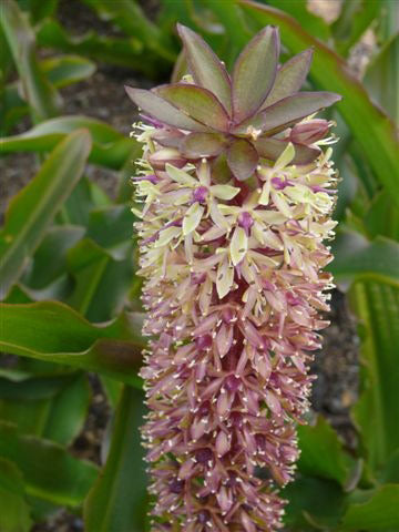 Tugela Gem Pineapple Lily - 3 tubers