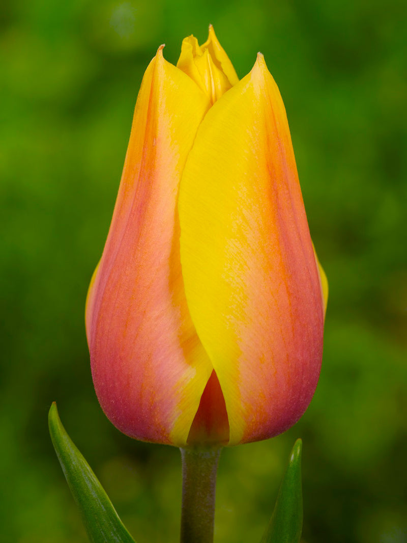 Blushing Beauty Single Late Tulip - 10 bulbs