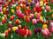 Mixed Tulips - 30 bulbs