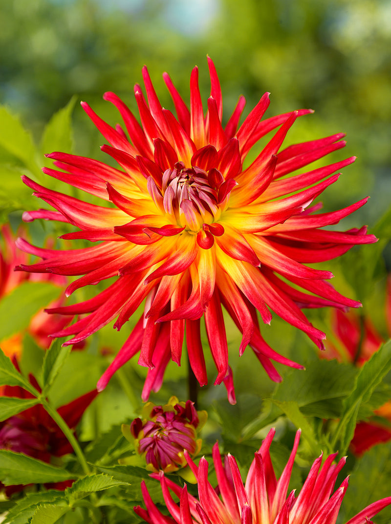 Bora Bora Cactus Dahlia - 3 root divisions