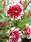 Mystery Day Decorative Dahlia - 3 root divisions