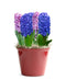 Blue & Pink Hyacinths in a Red Pot