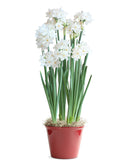 Paperwhites in a Red Pot