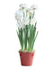 Paperwhites in a Red Pot