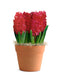 Red Hyacinths in Faux Teracotta Pot