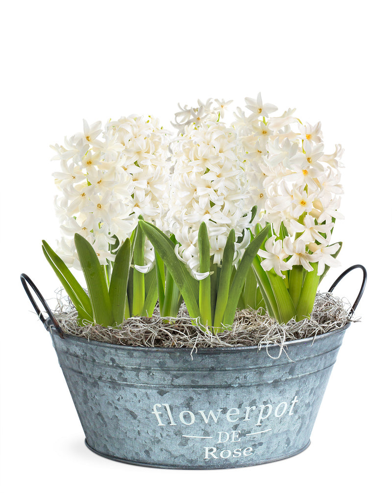 Spring Glory – 6 fragrant hyacinth bulbs