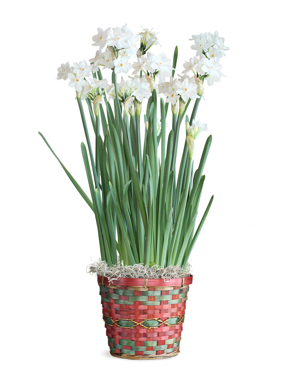 Paperwhite Bamboo Basket