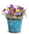 9 mixed crocus in teal container