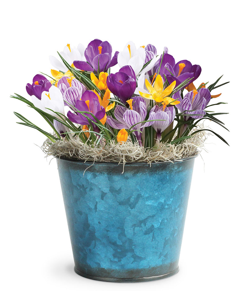 9 mixed crocus in teal container