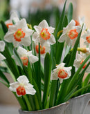 Accent Large Cupped Daffodil - 10 bulbs