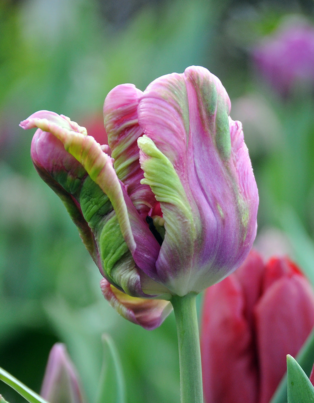 Air Parrot Tulip - 10 bulbs