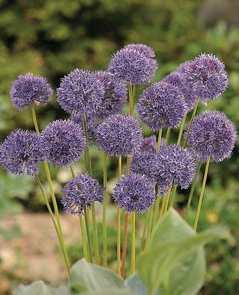 Caeruleum Allium - 5 bulbs