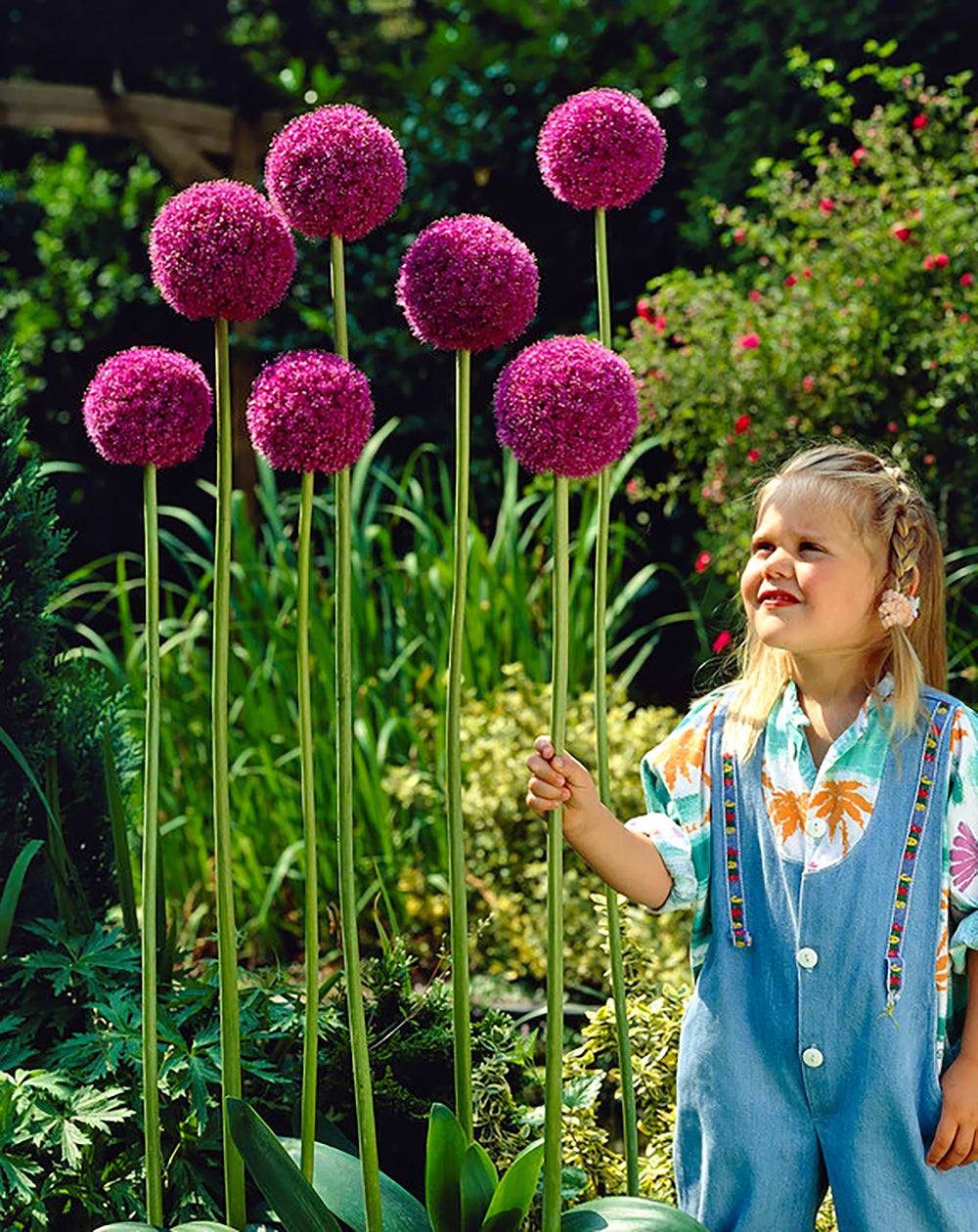 Giganteum Allium - 3 bulbs