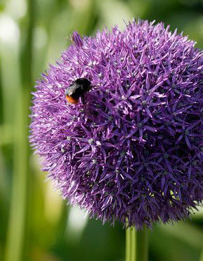 Pinball Wizard Allium - 1 bulb