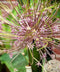 Schubertii Allium - 3 bulbs
