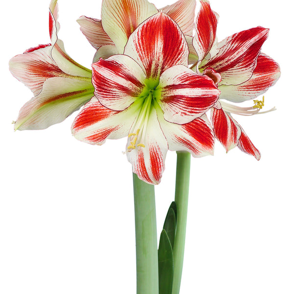 Ambiance Amaryllis