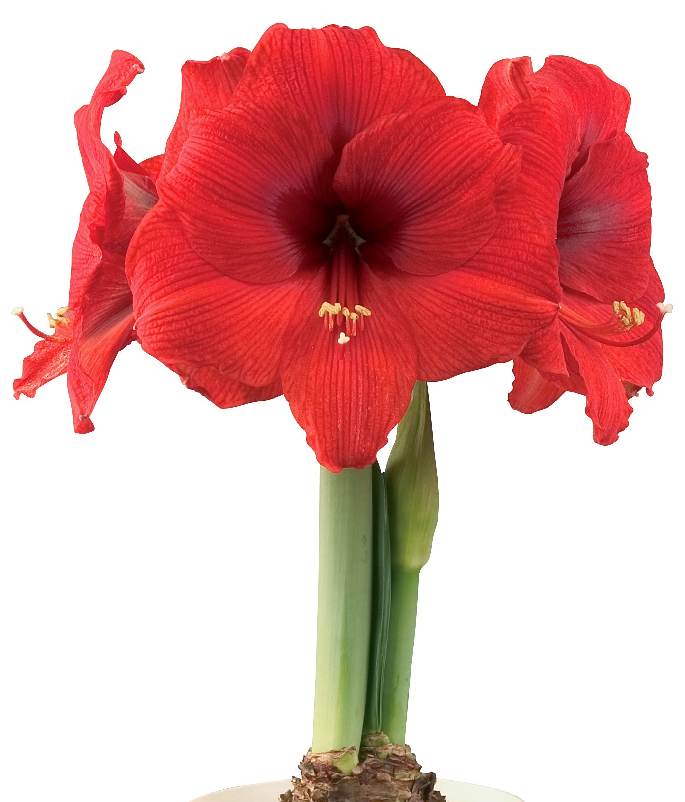 Double Six® Symphony Amaryllis - 26-28 cm bulb