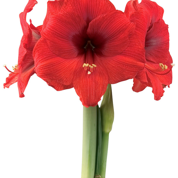 Double Six® Symphony Amaryllis