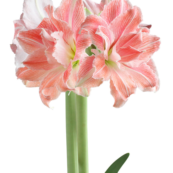 邦楽 amaryllis Amaryllis [CD] - Amazon.com Music