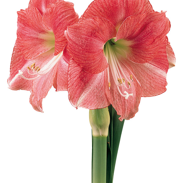 Photo of the bloom of Amaryllis (Hippeastrum 'Pink Flush') posted by bsharf  