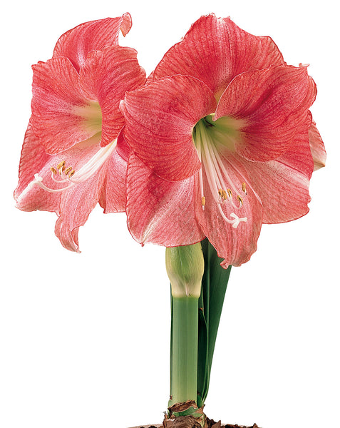 Photo of the bloom of Amaryllis (Hippeastrum 'Pink Flush') posted by bsharf  