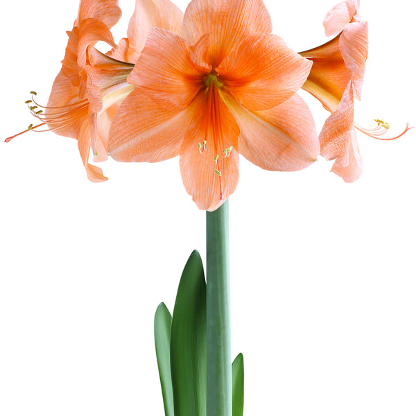 Naranja Amaryllis - 22-26 cm bulb