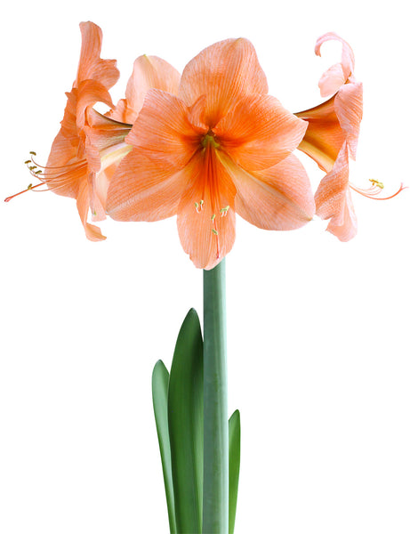 Amaryllisページ Amaryllis (Hippeastrum) Magic Green | 10 pcs - De Vroomen US