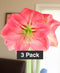 Pink Amaryllis 3-Pack