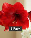 Red Amaryllis 3-Pack