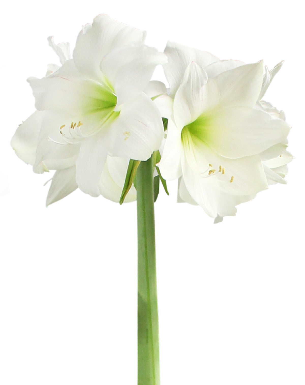 Wedding Dance® Symphony Amaryllis - 26-28 cm bulb