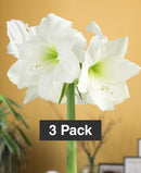White Amaryllis 3-Pack