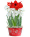 Amaryllis and Paperwhite Bulb Gift