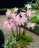 Naked Lady Amaryllis Belladonna - 3 bulbs