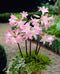 Naked Lady Amaryllis Belladonna - 3 bulbs