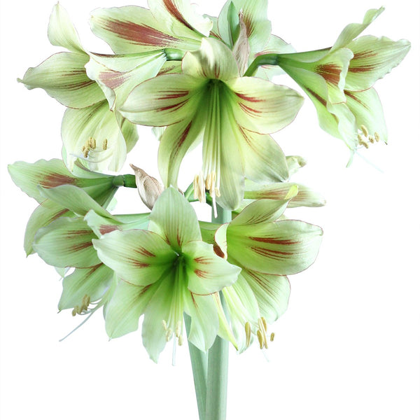 Graffiti® Sonatini Amaryllis - 14-18 cm bulb